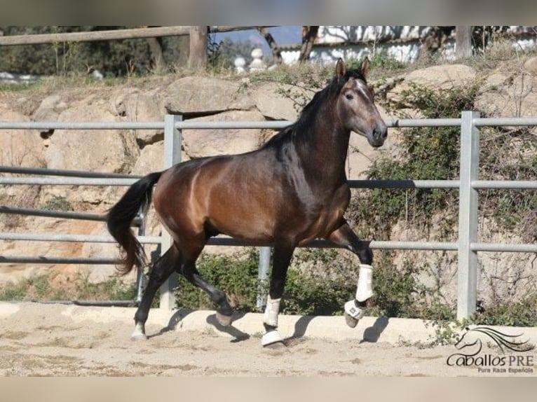 PRE Hengst 4 Jaar 173 cm Schimmel in Barcelona