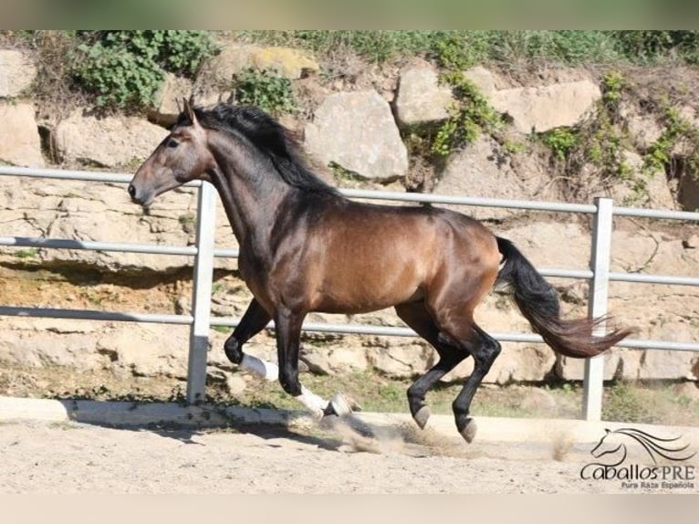 PRE Hengst 4 Jaar 173 cm Schimmel in Barcelona