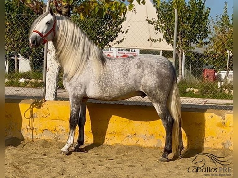 PRE Hengst 4 Jaar 173 cm Schimmel in Barcelona