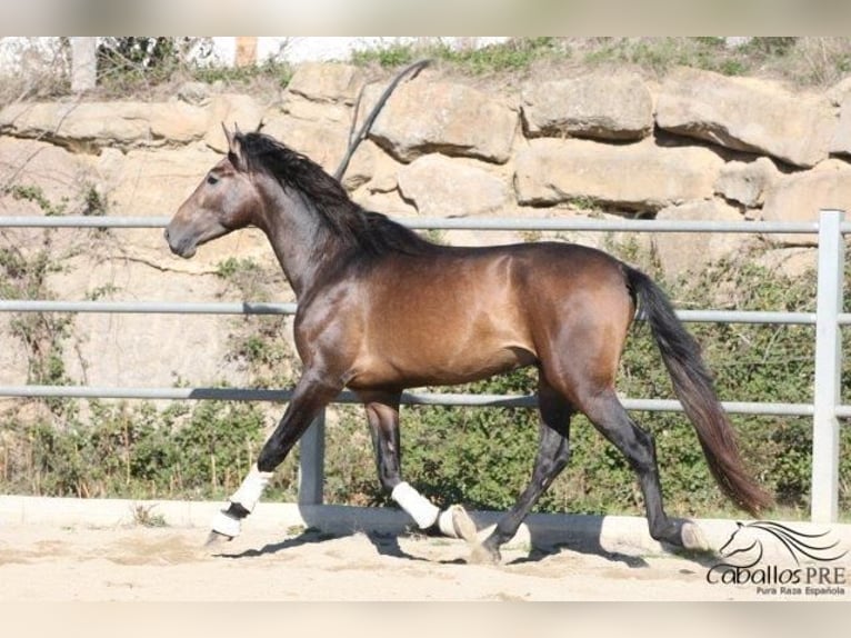 PRE Hengst 4 Jaar 173 cm Schimmel in Barcelona