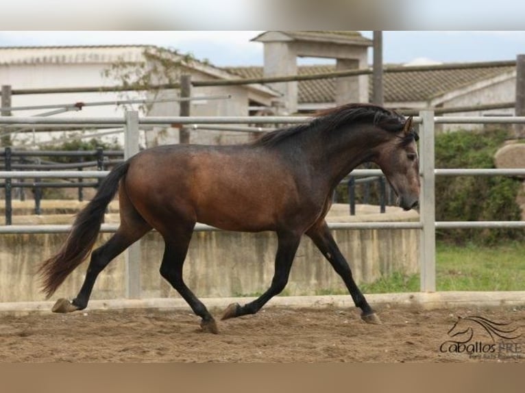 PRE Hengst 4 Jaar 173 cm Schimmel in Barcelona