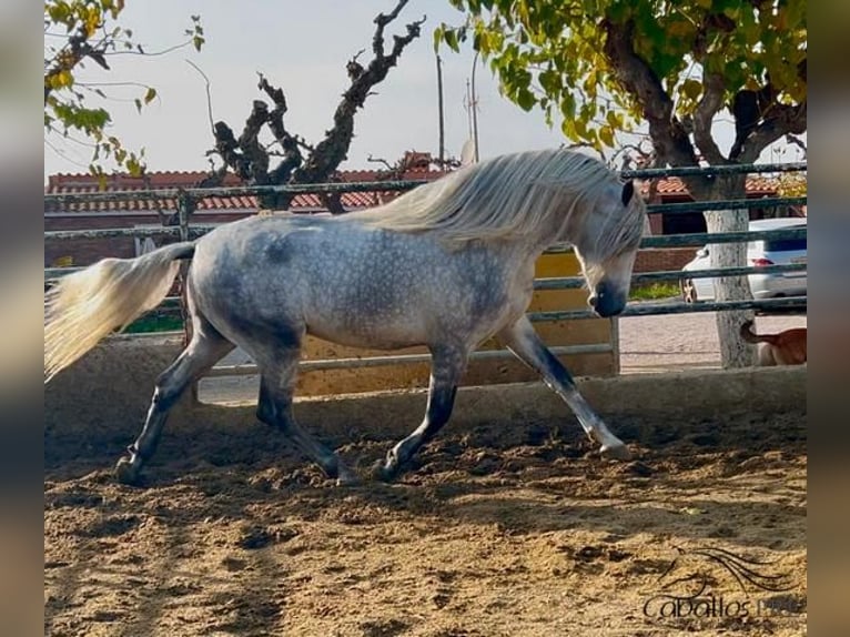 PRE Hengst 4 Jaar 173 cm Schimmel in Barcelona