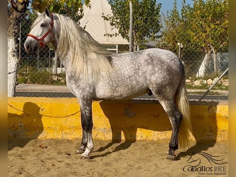 PRE Hengst 4 Jaar 173 cm Schimmel in Barcelona