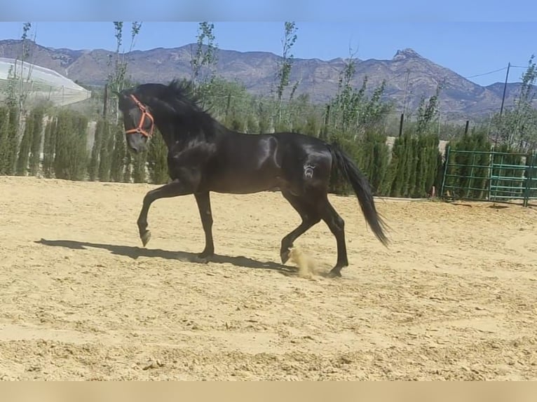 PRE Hengst 4 Jaar 173 cm Zwart in Agost