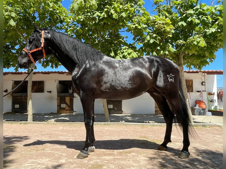 PRE Hengst 4 Jaar 173 cm Zwart in Agost