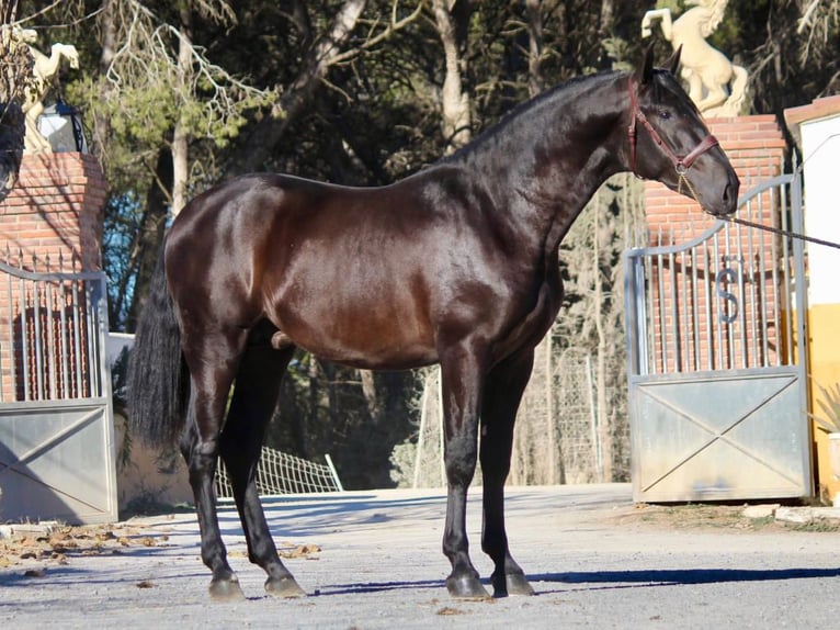 PRE Mix Hengst 4 Jaar 173 cm Zwart in NAVAS DEL MADRONO