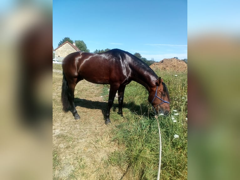 PRE Mix Hengst 4 Jaar 176 cm Bruin in Maisonnais