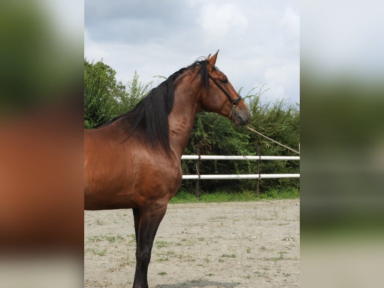 PRE Mix Hengst 4 Jaar 176 cm Bruin in Maisonnais