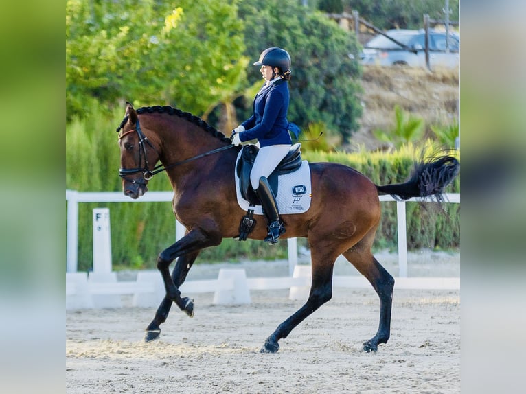 PRE Mix Hengst 4 Jaar 178 cm Bruin in Cañada De San Pedro