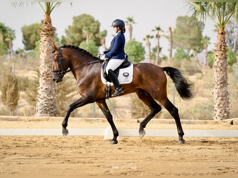 PRE Mix Hengst 4 Jaar 178 cm Bruin in Cañada De San Pedro