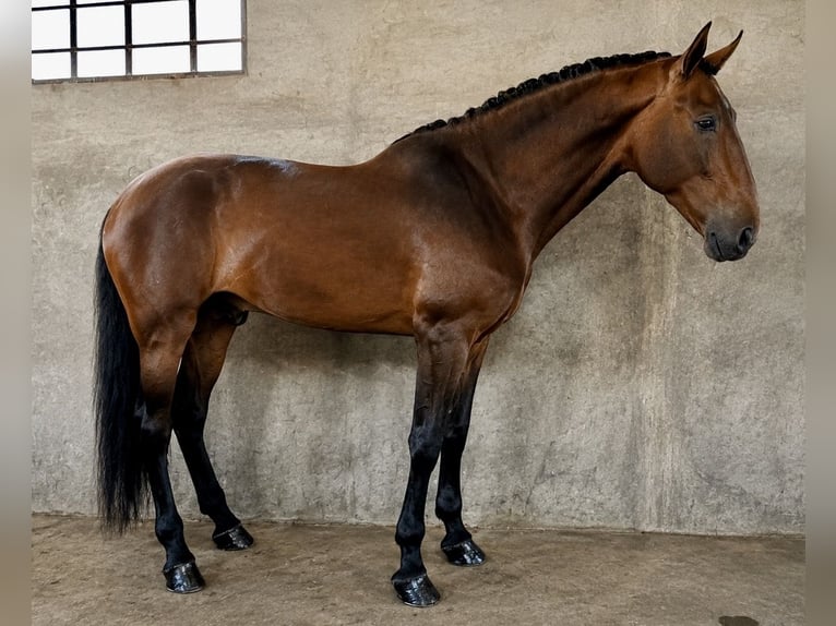 PRE Mix Hengst 4 Jaar 178 cm Bruin in Cañada De San Pedro