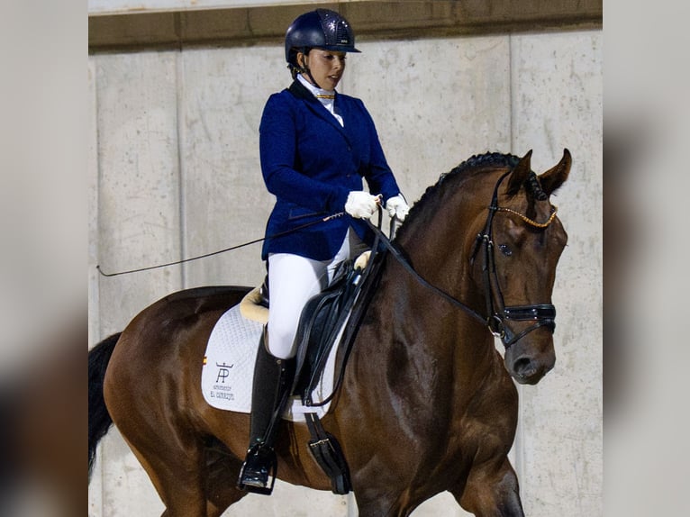 PRE Mix Hengst 4 Jaar 178 cm Bruin in Cañada De San Pedro