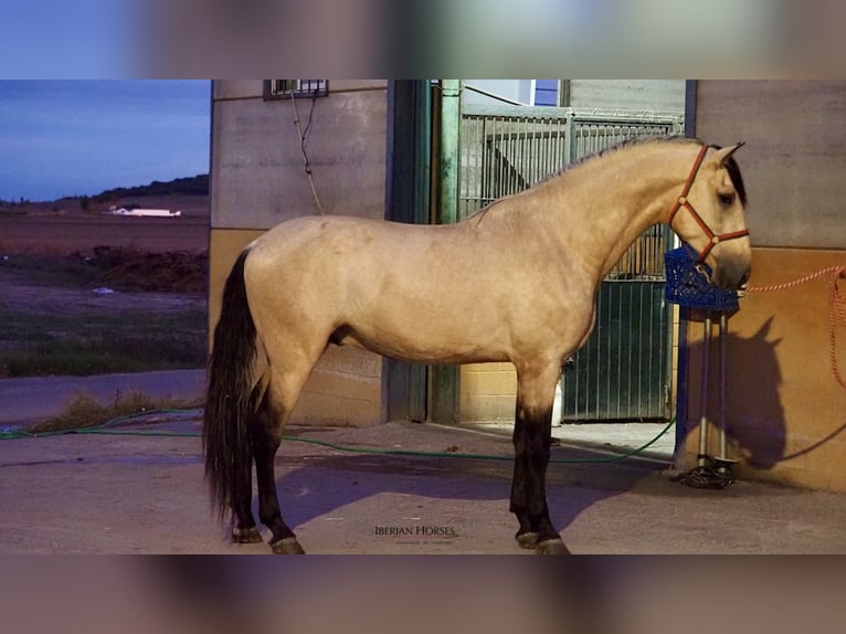 PRE Mix Hengst 4 Jaar 178 cm Falbe in Navas Del Madroño