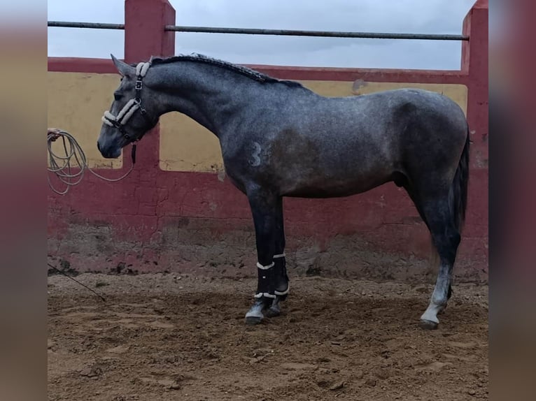 PRE Mix Hengst 4 Jaar 178 cm Schimmel in Sevilla