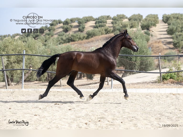 PRE Hengst 4 Jaar 180 cm Bruin in Arjona