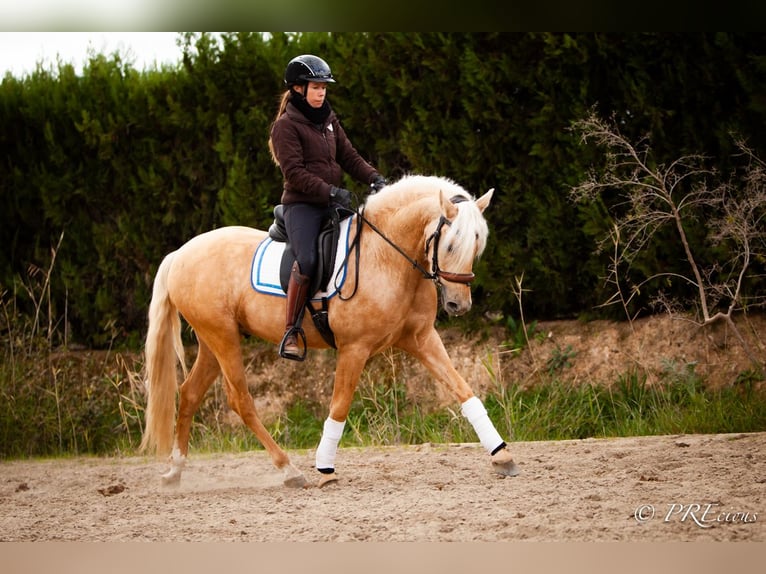 PRE Mix Hengst 4 Jaar Palomino in SEVILLA