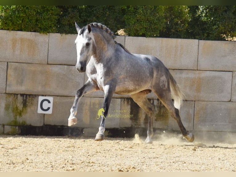 PRE Hengst 4 Jaar Schimmel in Provinz Malaga