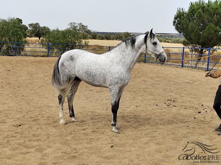 PRE Hengst 4 Jaar Schimmel in Badajoz