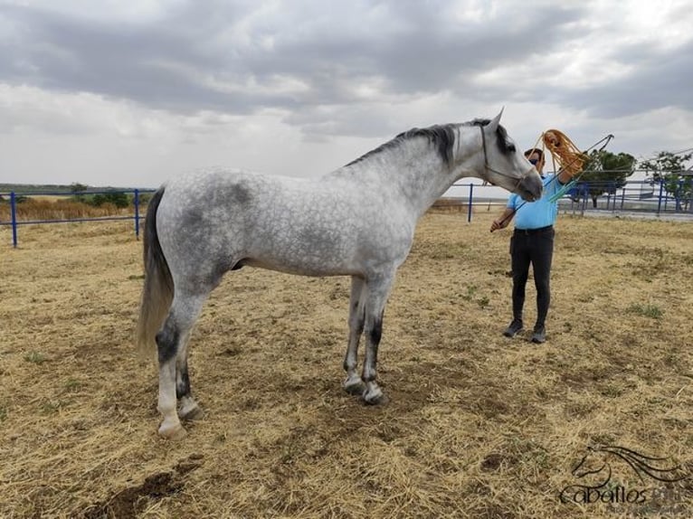 PRE Hengst 4 Jaar Schimmel in Badajoz