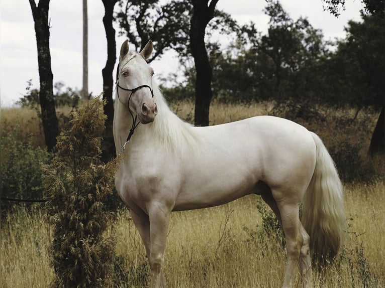 PRE Mix Hengst 4 Jahre 147 cm Cremello in MADRID