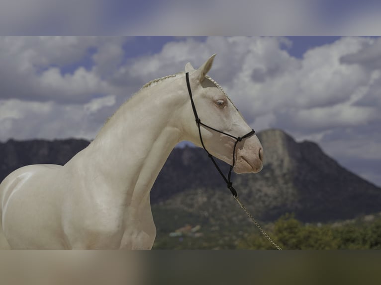 PRE Mix Hengst 4 Jahre 147 cm Cremello in MADRID
