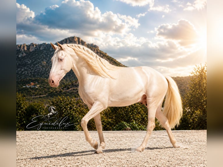 PRE Mix Hengst 4 Jahre 147 cm Cremello in MADRID