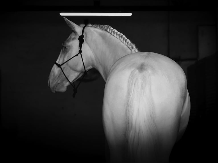 PRE Mix Hengst 4 Jahre 147 cm Cremello in MADRID