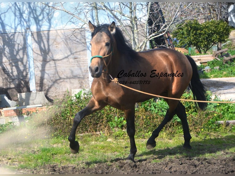 PRE Mix Hengst 4 Jahre 149 cm Buckskin in Vejer de la Frontera