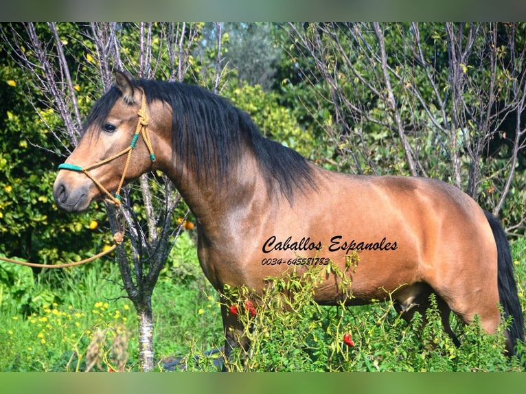 PRE Mix Hengst 4 Jahre 150 cm Buckskin in Vejer de la Frontera