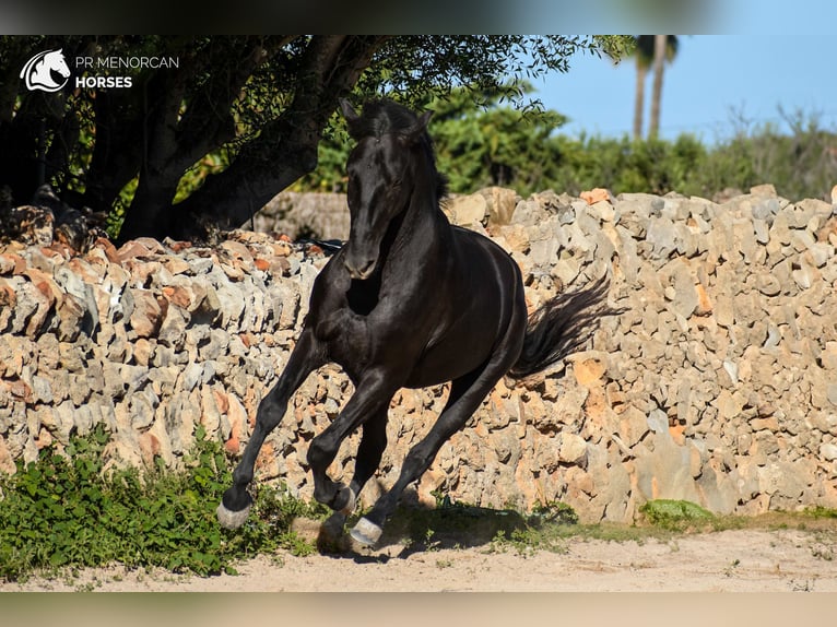 PRE Mix Hengst 4 Jahre 152 cm Rappe in Menorca