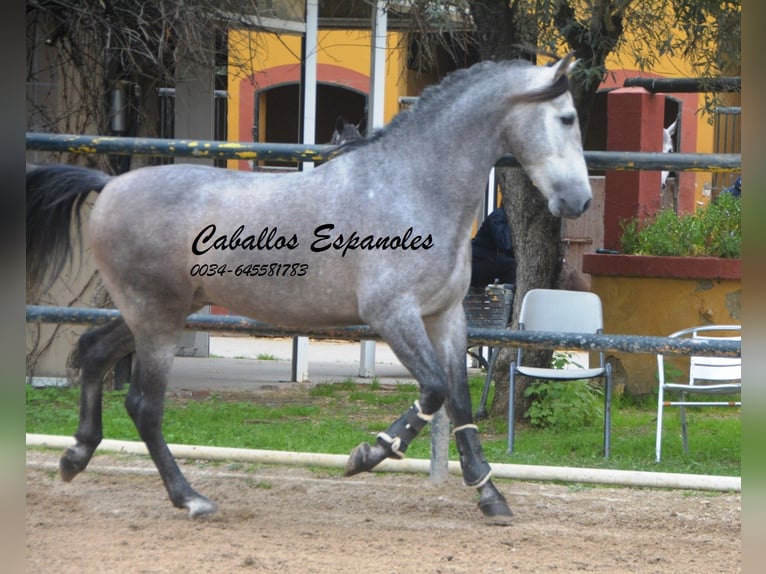 PRE Mix Hengst 4 Jahre 153 cm Rappschimmel in Vejer de la Frontera