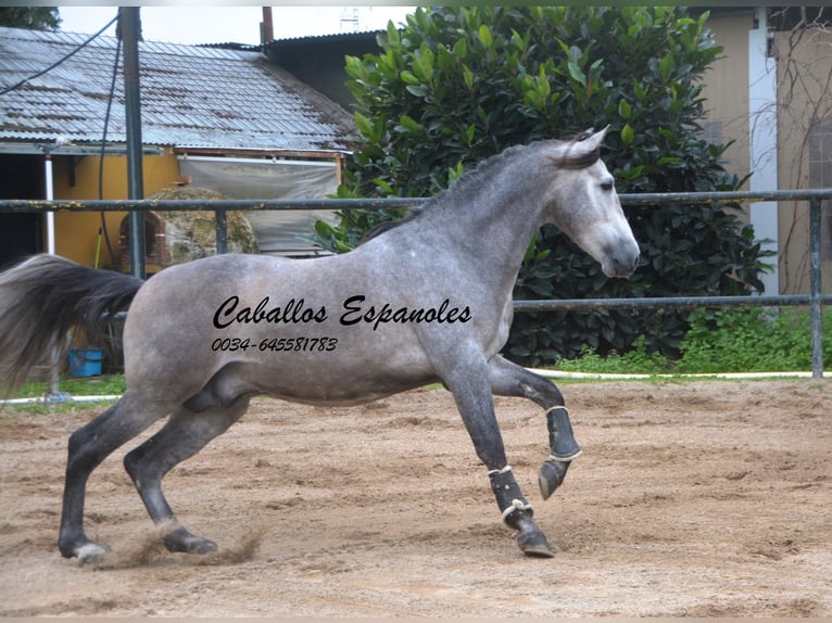 PRE Mix Hengst 4 Jahre 153 cm Rappschimmel in Vejer de la Frontera