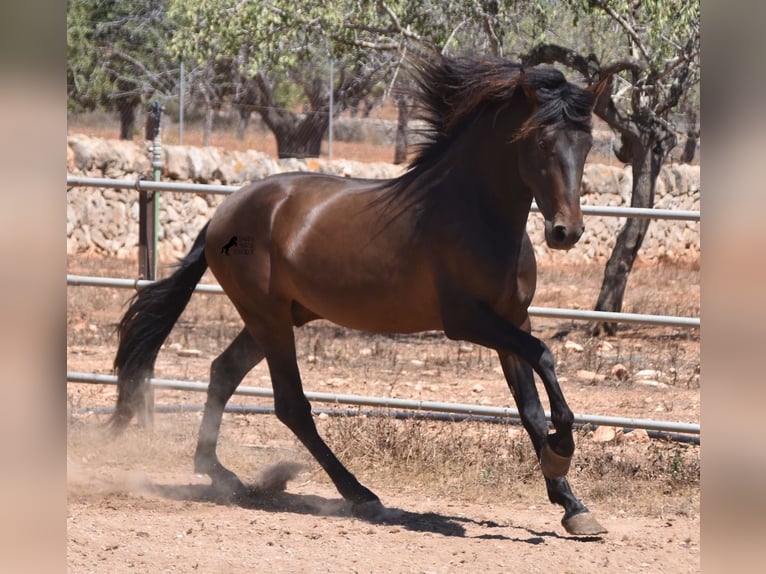 PRE Hengst 4 Jahre 154 cm Brauner in Mallorca