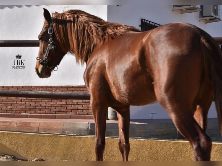 PRE Hengst 4 Jahre 154 cm Fuchs in Tabernas Almeria