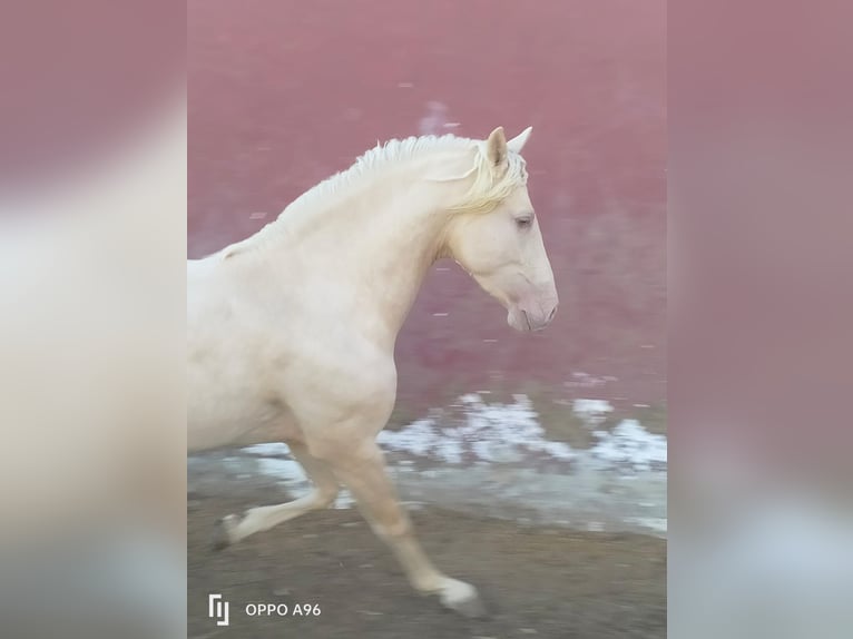 PRE Mix Hengst 4 Jahre 154 cm Palomino in Vejer de la Frontera