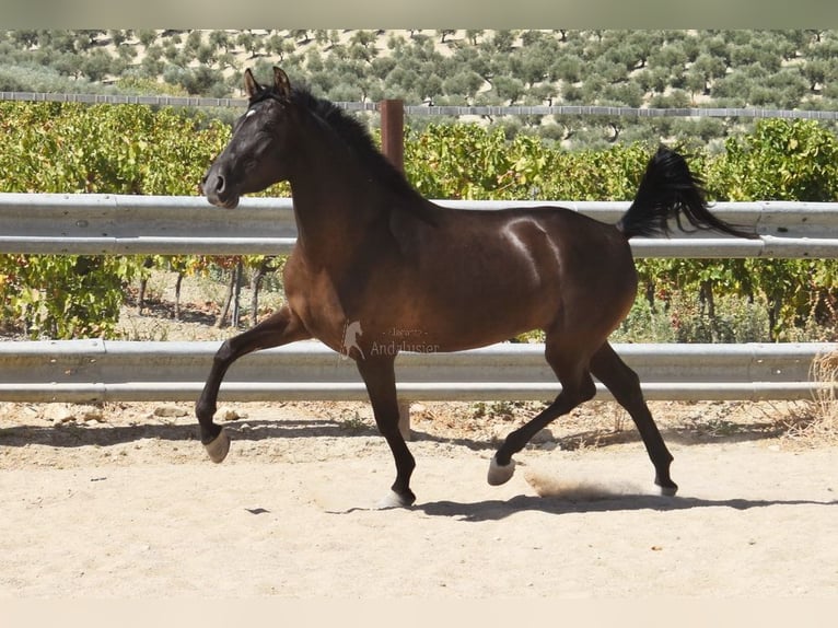PRE Mix Hengst 4 Jahre 154 cm Rappe in Provinz Cordoba