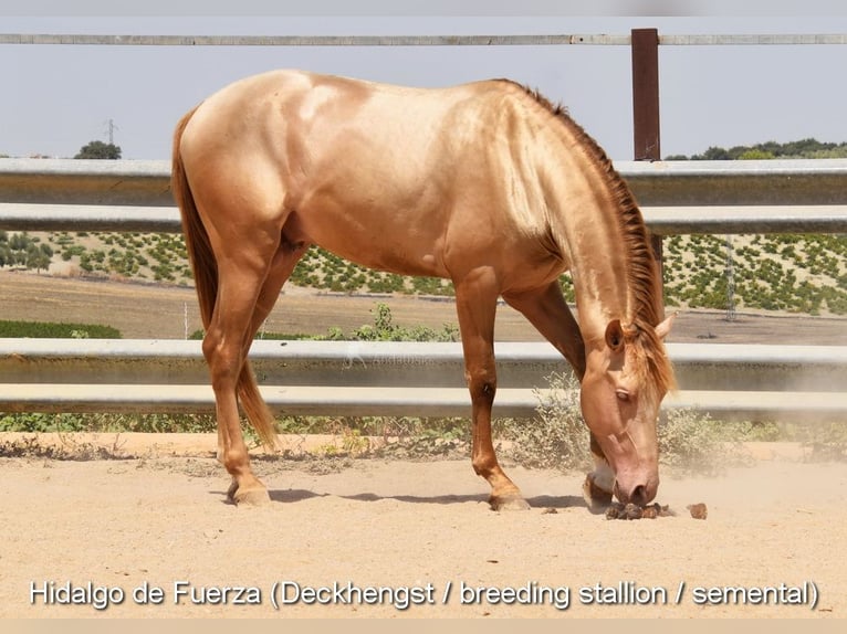 PRE Mix Hengst 4 Jahre 154 cm Rappe in Provinz Cordoba