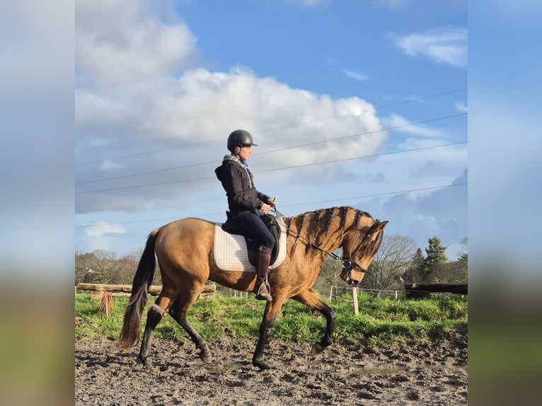 PRE Mix Hengst 4 Jahre 155 cm Falbe in quimperlé