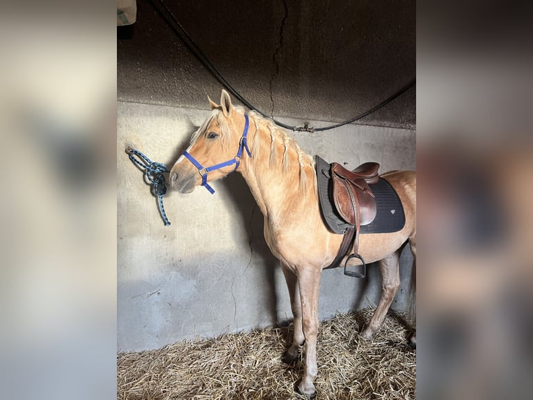 PRE Mix Hengst 4 Jahre 155 cm Palomino in Ermenonville