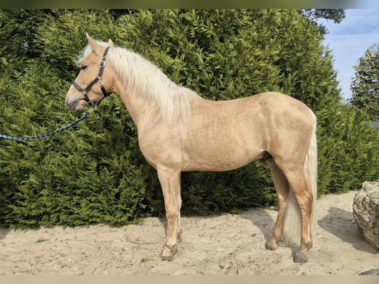 PRE Mix Hengst 4 Jahre 155 cm Palomino in Ermenonville