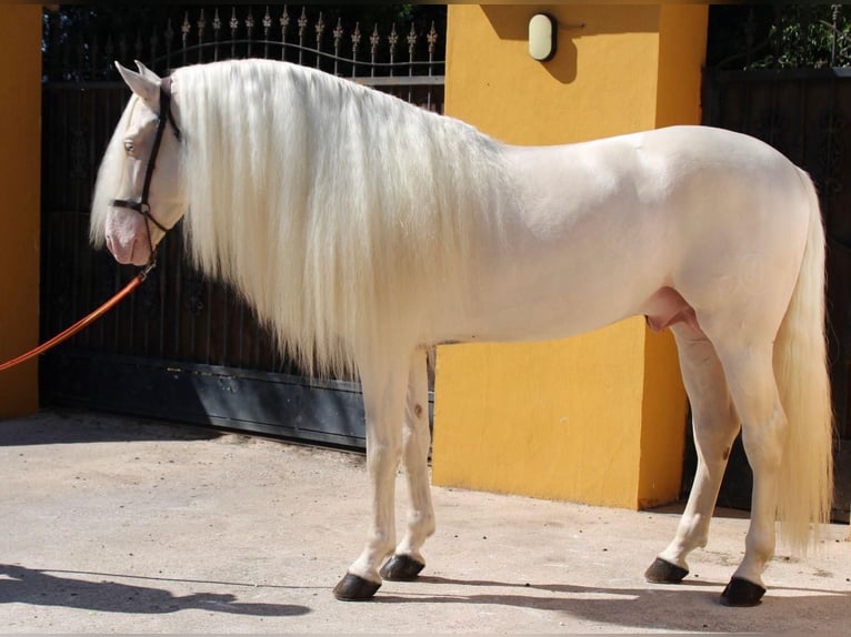 PRE Hengst 4 Jahre 155 cm Palomino in Valencia