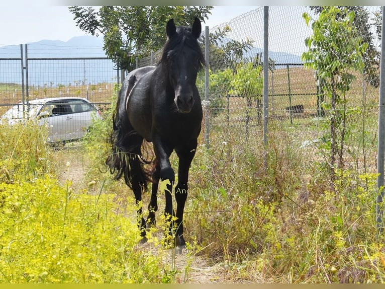 PRE Hengst 4 Jahre 155 cm Rappe in Provinz Malaga