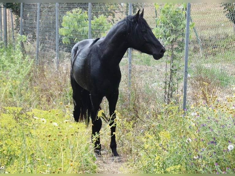 PRE Hengst 4 Jahre 155 cm Rappe in Provinz Malaga