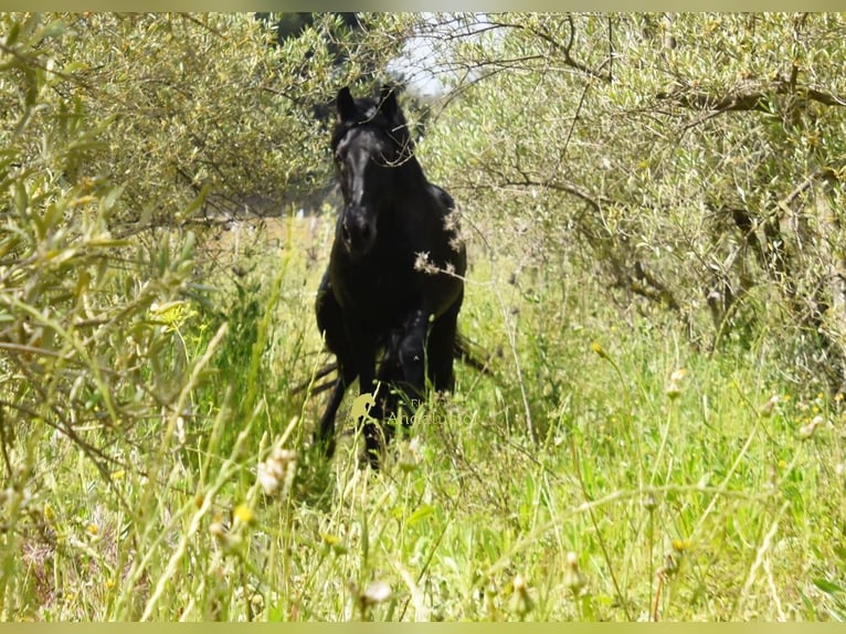 PRE Hengst 4 Jahre 155 cm Rappe in Provinz Malaga