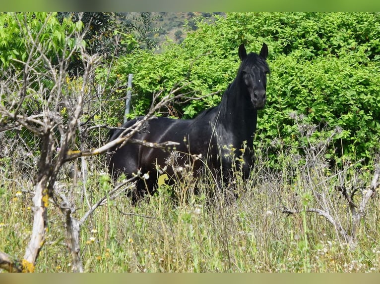 PRE Hengst 4 Jahre 155 cm Rappe in Provinz Malaga