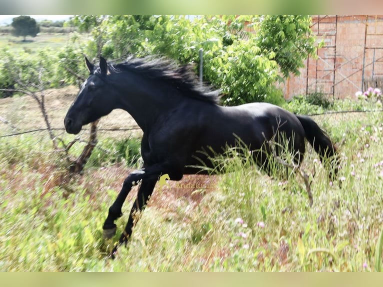PRE Hengst 4 Jahre 155 cm Rappe in Provinz Malaga