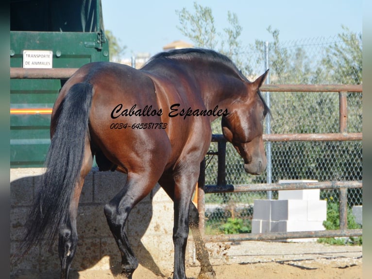 PRE Hengst 4 Jahre 156 cm Brauner in Vejer de la Frontera