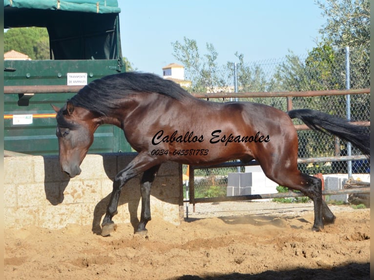 PRE Hengst 4 Jahre 156 cm Brauner in Vejer de la Frontera