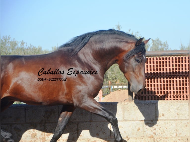 PRE Hengst 4 Jahre 156 cm Brauner in Vejer de la Frontera