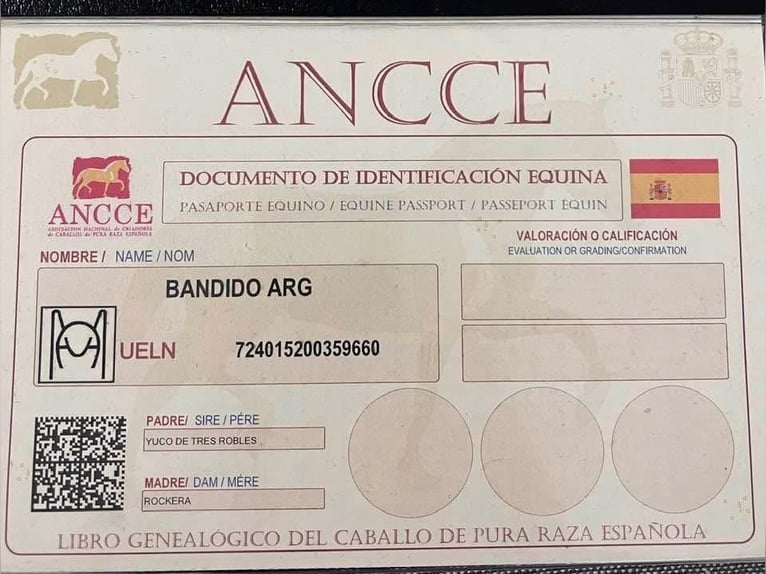 PRE Hengst 4 Jahre 156 cm Brauner in Prague